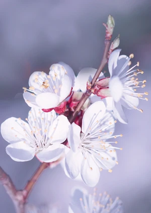Frühling